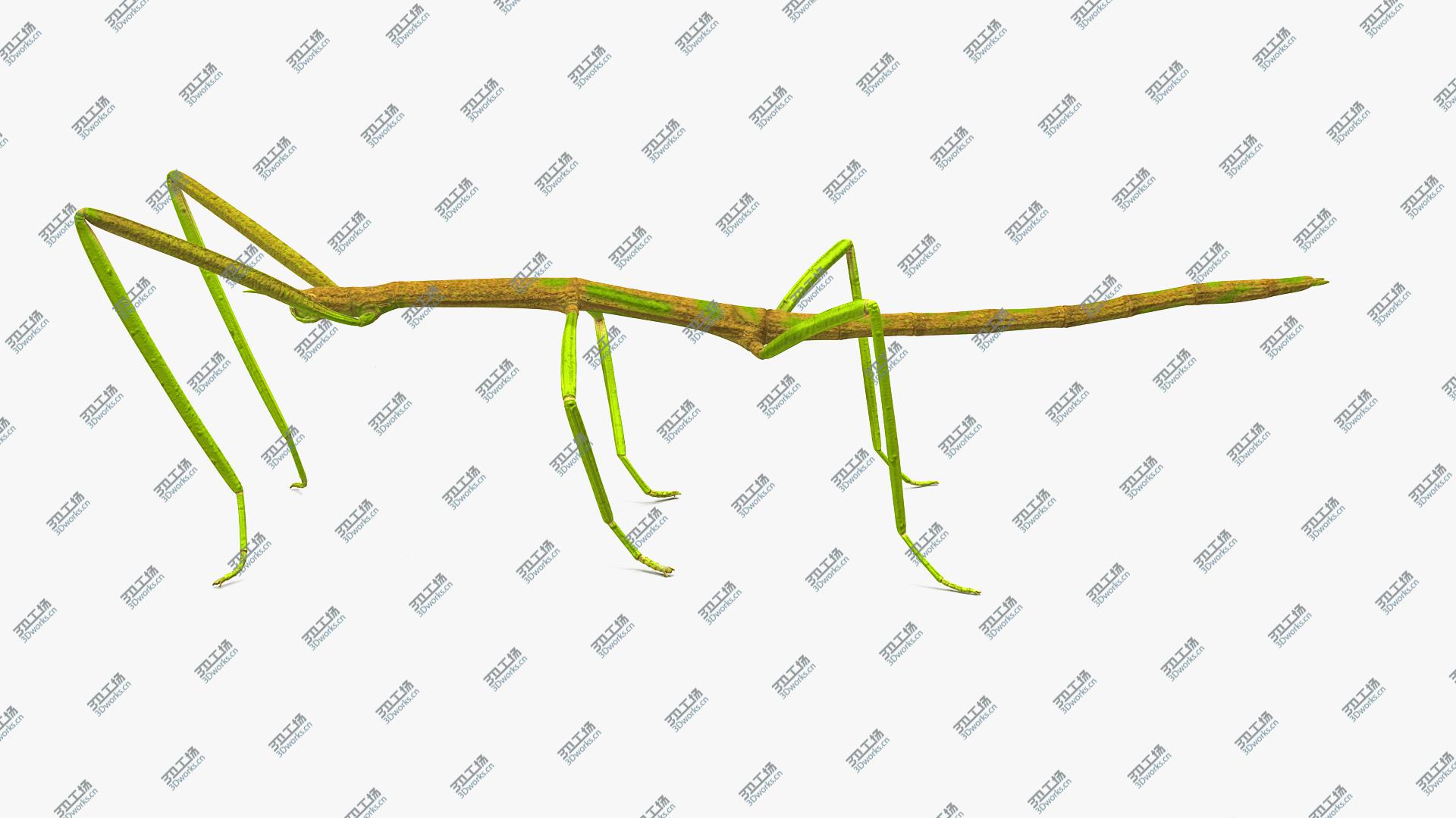 images/goods_img/202105071/Phasmatodea Stick Insect Rigged model/4.jpg